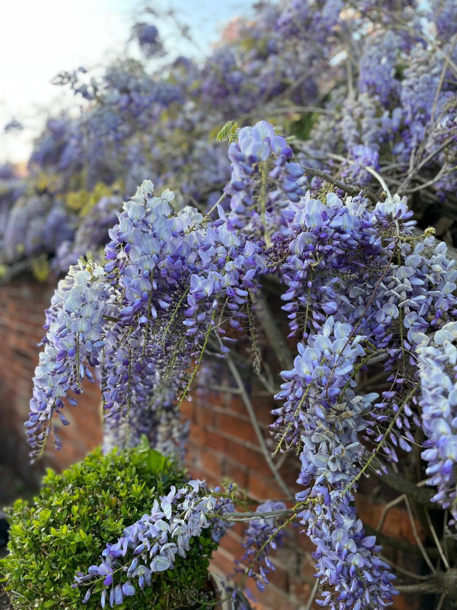 Bed and Breakfast Spenford House 1640 Listed House Idilic Location Pub Walking Distance Loppington Exterior foto